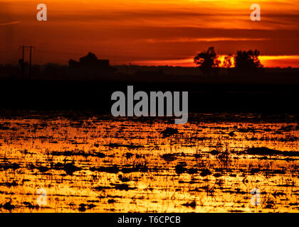 Coucher de soleil sur la récolte du riz inondé avec egret Banque D'Images