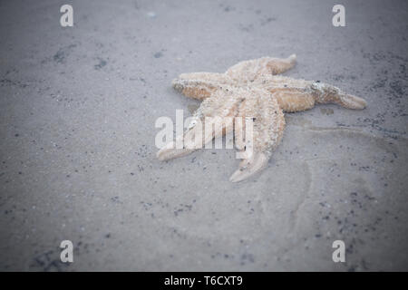 Seestern am Strand / sea star on beach