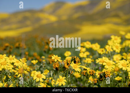 Les marguerites et colline fiddleneck fleurs sauvages en premier plan avec des collines de flou artistique de Carrizo Plain National Monument Banque D'Images