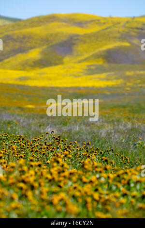 Fleurs sauvages (fiddlenecks Amsinckia) à Carrizo Plain National Monument en Californie au printemps Banque D'Images