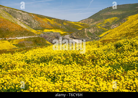 Les marguerites et colline fiddleneck fleurs sauvages avec la route en arrière plan à Carrizo Plain National Monument en Californie au printemps superbloom Banque D'Images