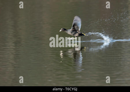 Coot Fulica atra ; ; d'exécution sur l'eau ; ; Devon UK Banque D'Images