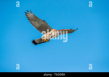 ; Kestrel Falco tinnunculus ; mâle ; planant ; UK Banque D'Images