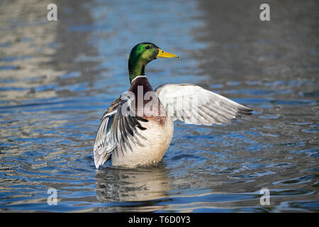 Le Canard colvert, Anas platyrhynchos, mâle au lissage, Cornwall, UK Banque D'Images