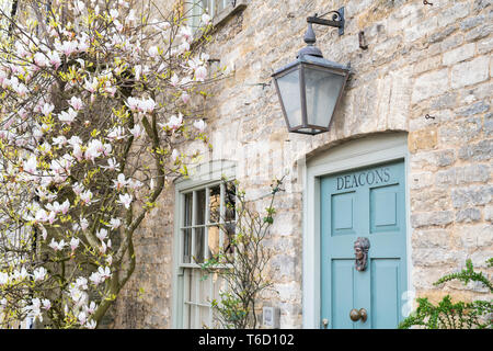 Magnolia la floraison en avril à l'extérieur d'une maison en pierre de Cotswold. Stow on the Wold, Cotswolds, Gloucestershire, Royaume-Uni Banque D'Images