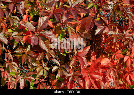 Virginia creeper Banque D'Images