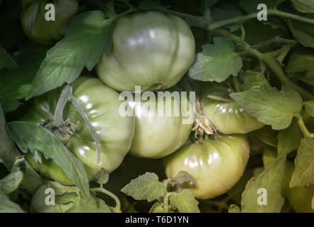 Le mûrissement de tomates vertes sur la branche d'un buisson. Banque D'Images