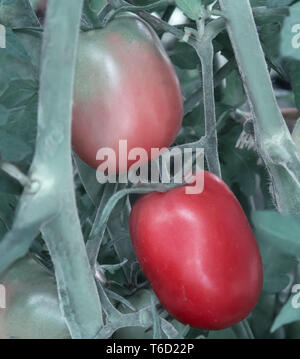 Les tomates mûrissent sur les branches d'un buisson Banque D'Images