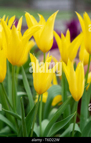 Tulipa. Lily flowered Tulip "West point' fleurs. UK Banque D'Images