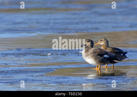 Canard chipeau Banque D'Images