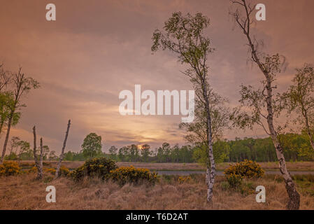 Soir de printemps dans un bois comme il le nouveau feuillage est pris dans la lumière déclinante. L'ajonc d'arbustes avec bourgeons jaunes sont au premier plan Banque D'Images