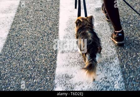 Chien en laisse sur un passage piéton Banque D'Images