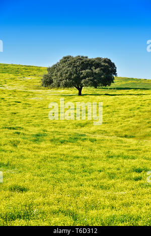 Chêne vert dans les vastes plaines de l'Alentejo. Portugal Banque D'Images
