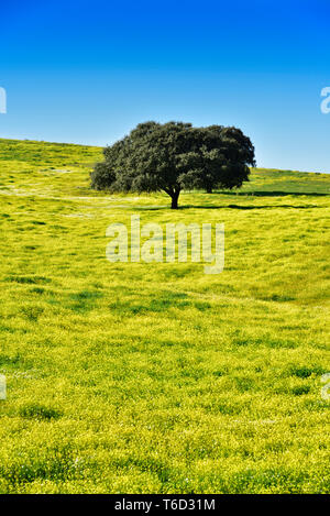 Chêne vert dans les vastes plaines de l'Alentejo. Portugal Banque D'Images