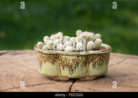 Une petite fleur de cactus plantés dans un pot Banque D'Images