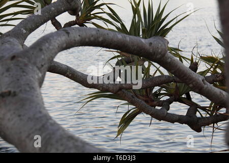 La Direction générale de la perle en surplomb (Screwpine Pandanus Tectorius Australianus) Banque D'Images