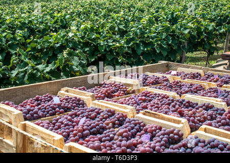 Les caisses en bois avec des raisins récoltés dans un vignoble Banque D'Images