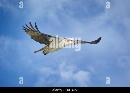 Osprey sur la chasse en Floride, USA Banque D'Images