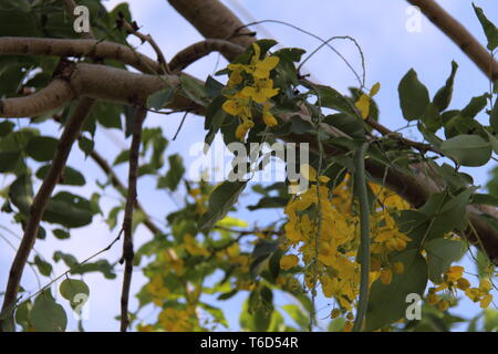 Grappe de fleurs jaunes suspendus aux branches de la brosse (Cassia Cassia Marksiana) Banque D'Images