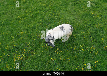 Un pâturage sur tca blanc vert printemps grass meadow Banque D'Images