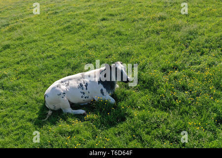 Un pâturage sur tca blanc vert printemps grass meadow Banque D'Images