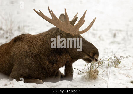 Le wapiti en hiver Banque D'Images