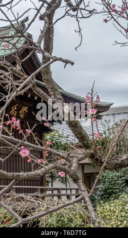 TOKYO, JAPON - Février 8, 2019 : Gojoten à Inari Hanazono shrine à Ueno Park Banque D'Images