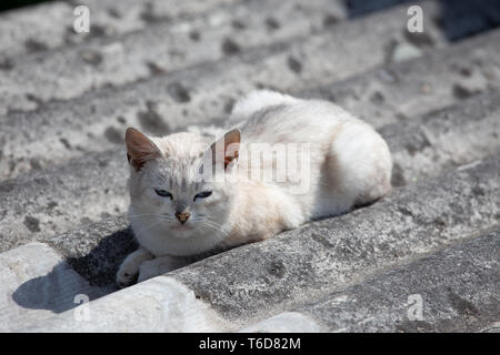 Beau chat blanc se trouve sur une ardoise gris Banque D'Images