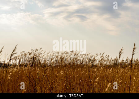 Biebrza parc,paysage,,Pologne,rivière,national,reed grass,,naturel,arbre,plantes,en plein air,tourisme,scenic,podlasie,eau,voir,la nature,la faune,printemps,backgrou Banque D'Images