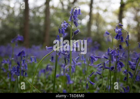Jacinthes en bois au Royaume-Uni sur une journée ensoleillée d'avril, la saison et les fleurs au Royaume-Uni, un tapis de jacinthes dans un bois. Banque D'Images