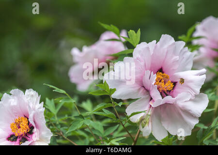 Mountain Tree Peony (Paeonia suffruticosa) dans le jardin. Bee pollen nectar. Belle maison de vacances de printemps carte de vœux. Banque D'Images