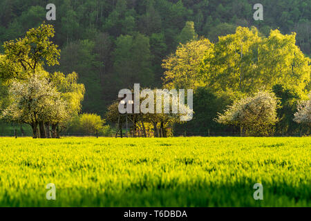 Deerstand entre pommiers dans la lumière du soir, green field illuminée par le soleil, à l'avant-plan Banque D'Images