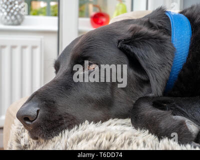 Chien labrador noir portrait dormir sur blanket close up avec col Banque D'Images