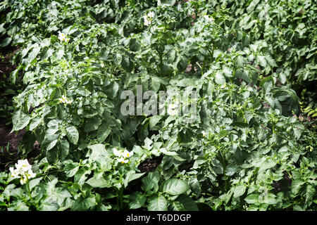 La floraison des patates sur le terrain avec de petites fleurs blanches. Banque D'Images