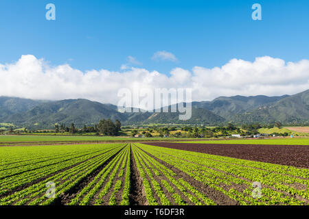 Scène agricole d'un champ de laitue verte et rouge avec des lignes de perspective vers une chaîne de montagnes dans la vallée de Salinas, en Californie Banque D'Images