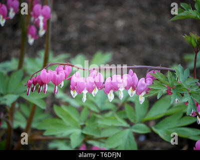 Cœurs-Lamprocapnos spectabilis croissant dans un jardin Banque D'Images