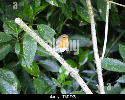 Erithacus rubecula aux abords perché sur une branche Banque D'Images