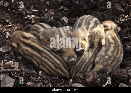 Le Sanglier, Sus scrofa, shoats Nationalpark, forêt de Bavière, Allemagne Banque D'Images