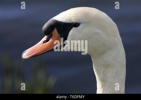 Le Cygne tuberculé ou Cygne Blanc, Cygnus olor, Allemagne Banque D'Images