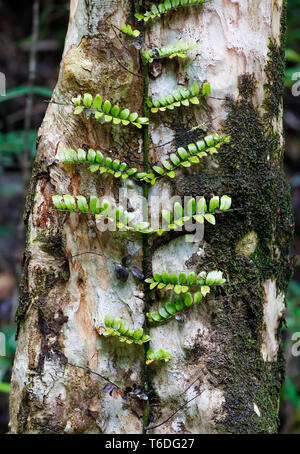 Petite plante des arbres dans la forêt tropicale de Madagascar Banque D'Images