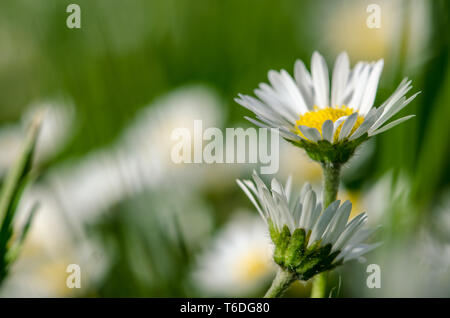 Détail de fleurs marguerite blanche fleur Banque D'Images