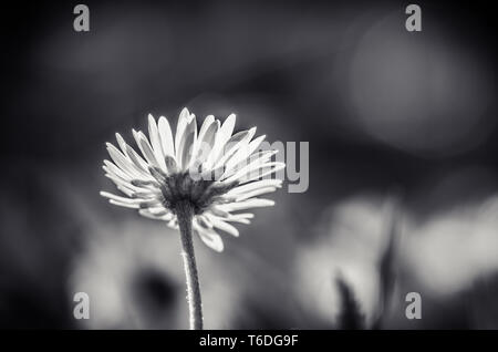 Détail de fleurs marguerite blanche fleur Banque D'Images