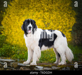 Pure race chien landseer Banque D'Images