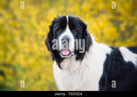 Pure race chien landseer Banque D'Images