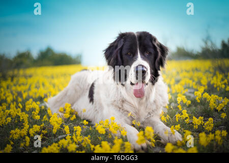 Pure race chien landseer Banque D'Images