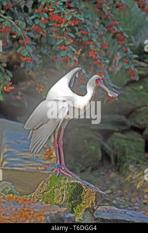 Spatule d'Afrique Platalea Alba captif de l'Afrique Banque D'Images