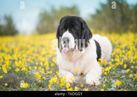 Pure race chien landseer Banque D'Images