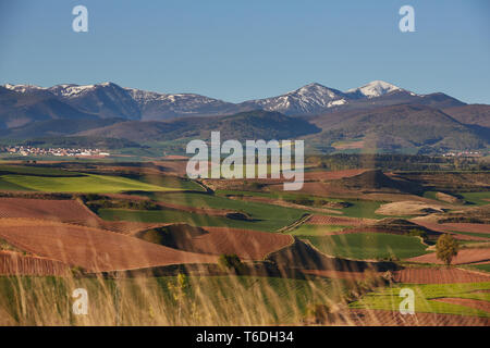 30/4/19 vignes et champs de céréales près de Azofra La Rioja (Espagne). San Lorenzo, la plus haute montagne de La Rioja à 2271m, peut être vu dans l'arrière-plan. P Banque D'Images