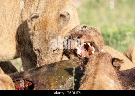 Les Lions, Panthera leo, grondant et growl à chaque autre tout en mangeant un gnous kill, Connochaetes taurinus Banque D'Images