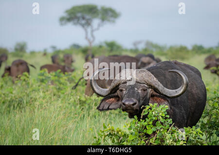 Une Africaine ou Cape, Syncerus caffer, regard direct dans le champ vert permanent avec troupeau de bisons Banque D'Images